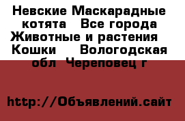 Невские Маскарадные котята - Все города Животные и растения » Кошки   . Вологодская обл.,Череповец г.